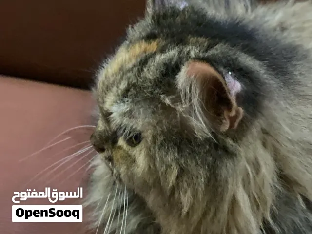 للبيع قطة العمر 13 شهر - 16 شهر