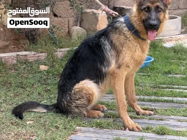 جيرمن شيبرد 8 شهور انثه