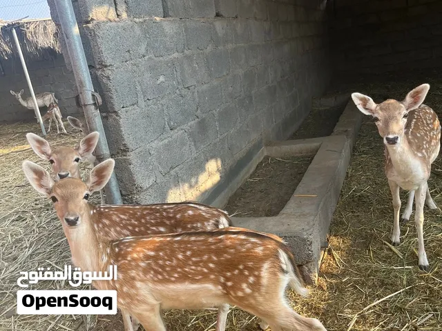 غزال الفلودير