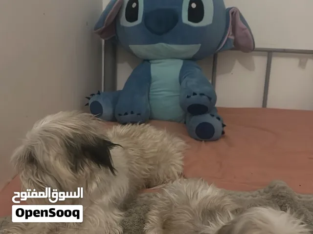 جلاب شيتزو