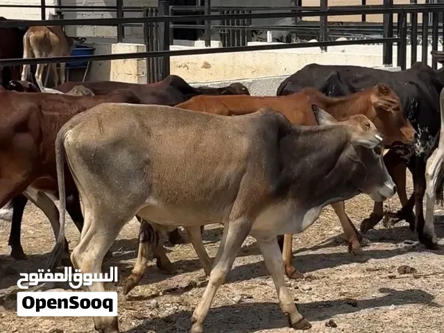 عرض قوي حتى نفاد الكميه ب 195 ريال فقط فرصه الي يريد يربي للأعياد
