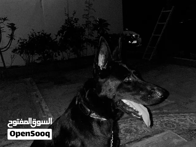 جيرمن شيبرد بيور
