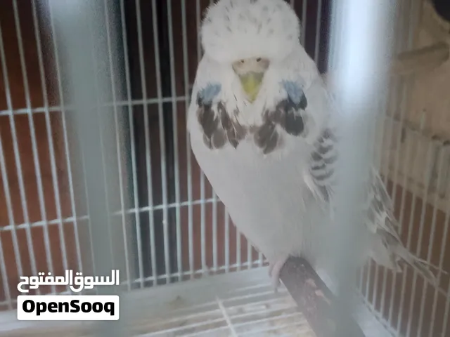 متاح زوج انكليزي الخط الاول طيور مستواهمن واضح شرط التبزير حلقه26