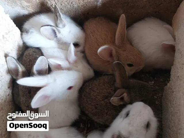 ارنب نخب اول للبيع