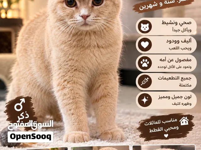 سكوتش فولد