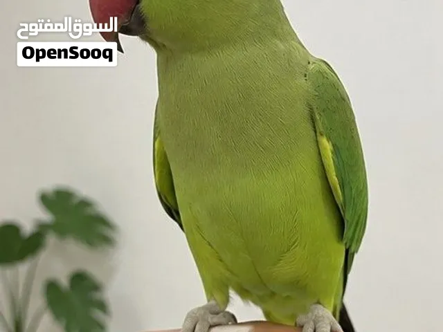 Tamed Indian Ringneck Parakeets – Healthy & Friendly Pair