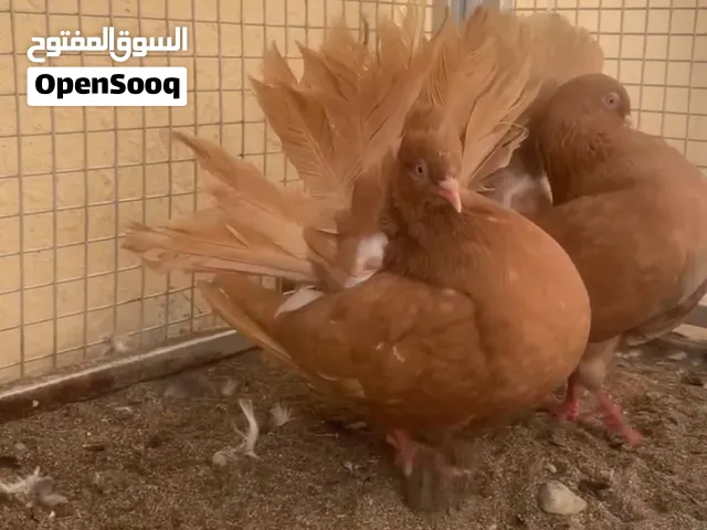 فانتيل إنجليزي للبدل او للبيع