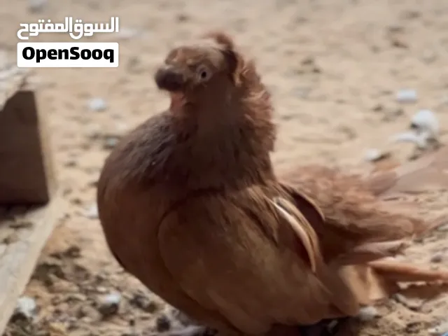 ذكر الاسكا