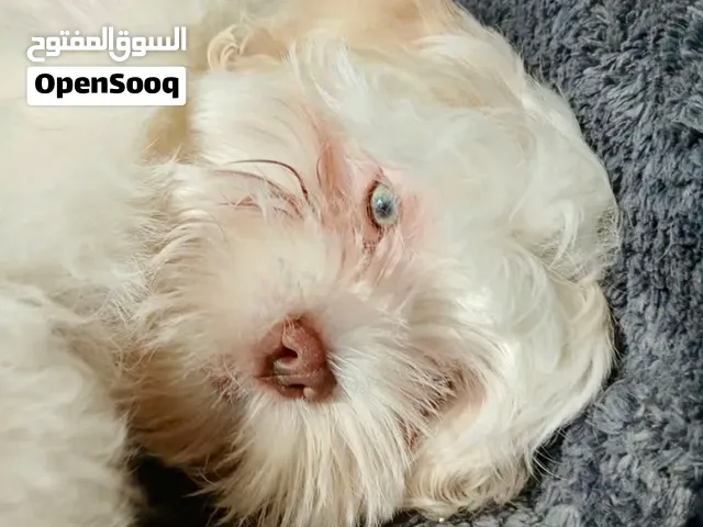 جرو نوع فاينزاصیل Beautiful Purebred Puppy Age: 2.5 months Breed: Purebred Eye Color: Hone