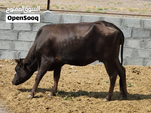 للبيع عجلة من الحلال الظفاري
