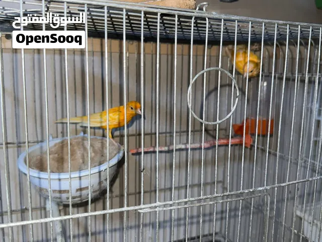 السلام عليكم بفضل الله متوفر جوز كنار احمر اقرا الوصف