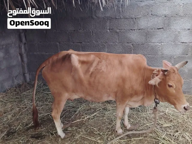 للبيع بقرة عمانية و فيها حليب