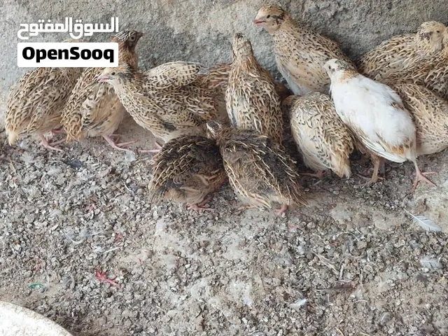 سمان للبيع اقرا الإعلان مهم جدا التواصل على الرقم الموجود في الوصف فقط