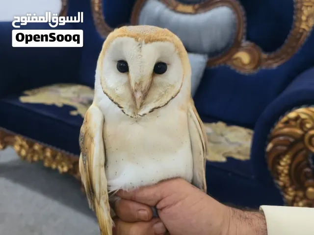 بومات نثيه وفحل