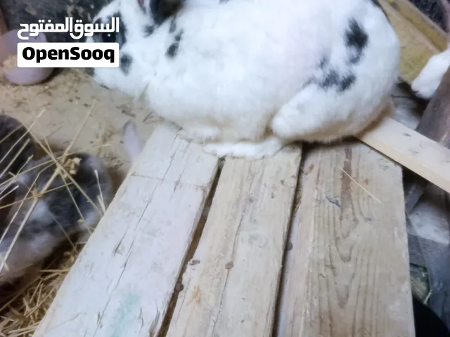 ارانب اليوم متوفر