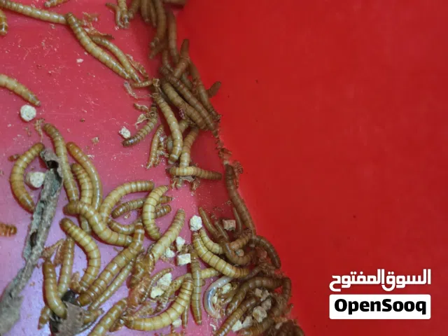 دود قبابي حي
