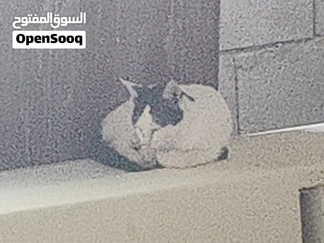 خوش بزونه ينشد بيها الضهر