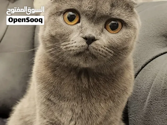 انثى سكوتش فولد شورت هير
