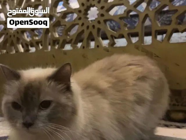 قطوه شيرازي رادقول للتبني عمرها 11شهر
