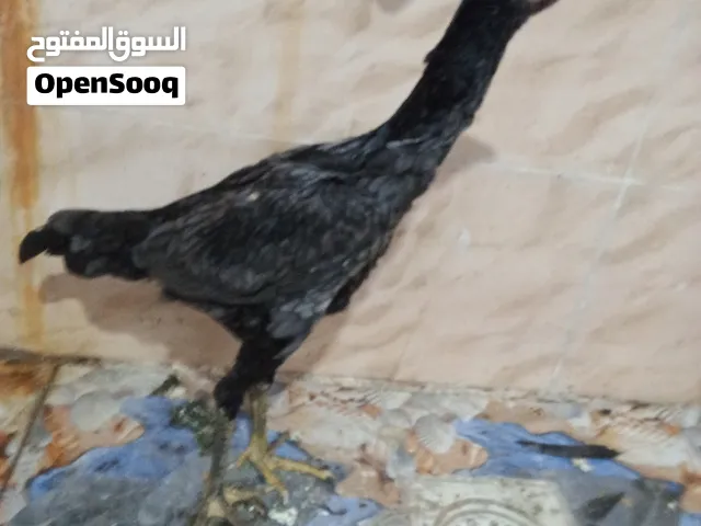 25الف قفله كلشش