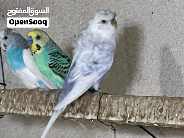 طيور بادجي