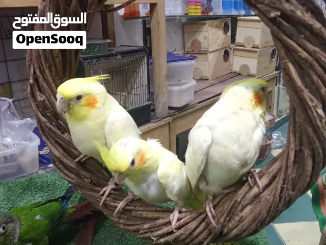 كوكتيل لاتيني تاكيل يدوي ها دز ي جدا أمن مع الاطفال الاسكندريه كامب شيزار سهل التعامل معه أليف