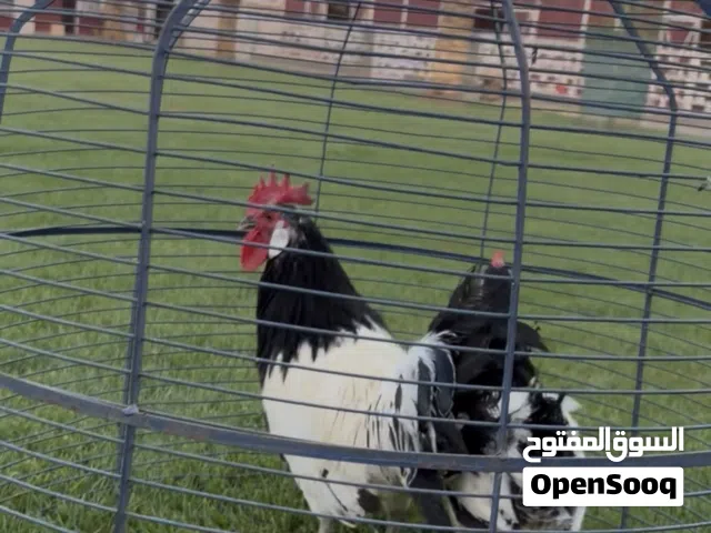 للبيع دجاج لأكن فيدر
