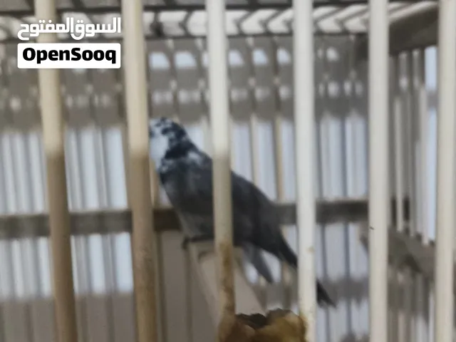 بلبل مشجر صيد