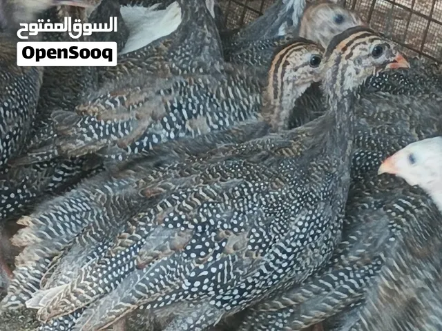 يتوفر حبشي كمية محدودة وومتازة