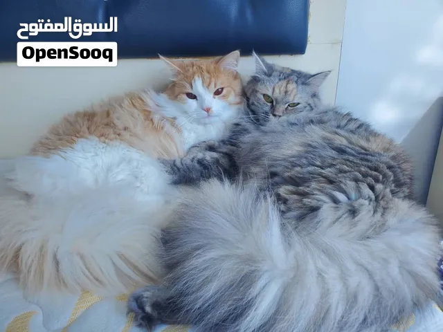 زوج قطط شيرازي
