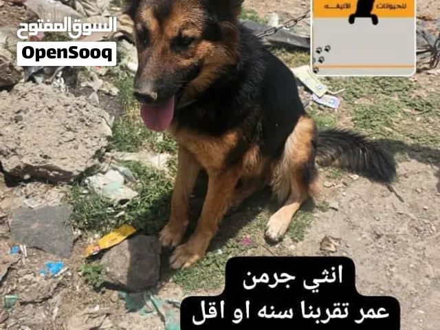 انثي جرمن  35 الف  او 250 سعودي