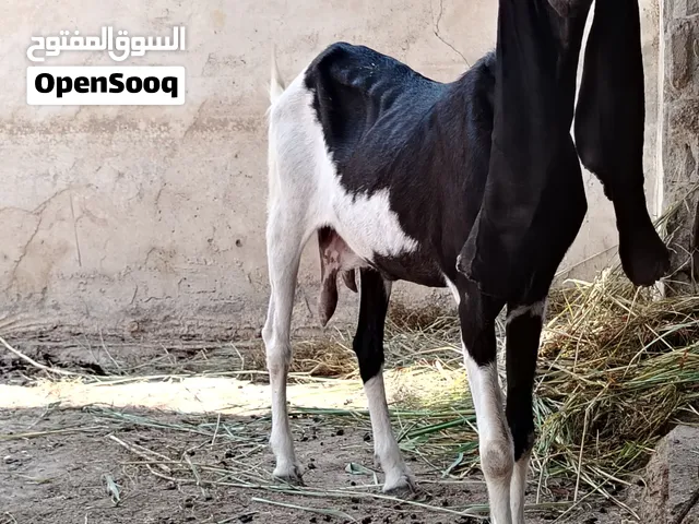 صخله افقانيه خشنه فول