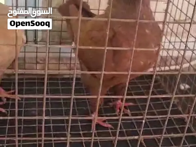 للبيع مدينه أمريكي