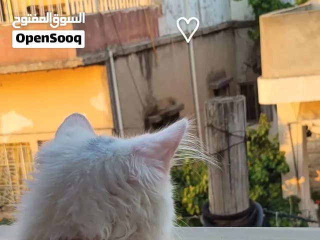 القط المطلوب