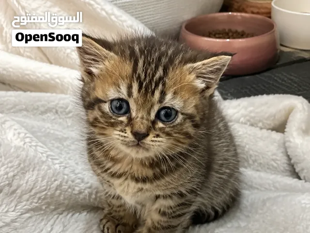 4 كتن سكوتش ستريت  شهر و نصف للبيع  kittens Scottish Straight for