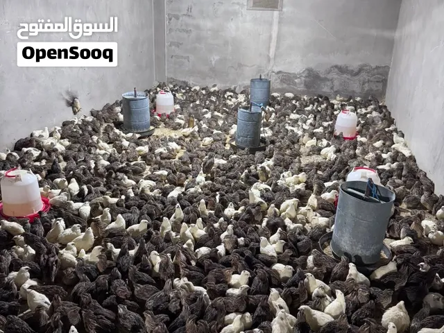 يتوفر طيور فري + بيض فري