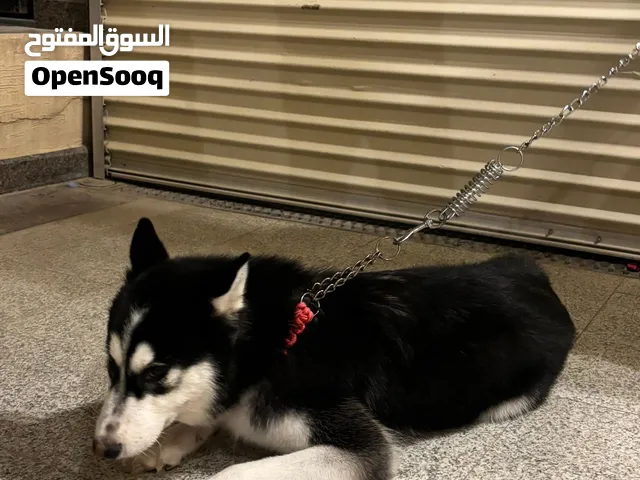 كلب هسكي short hair purebreed