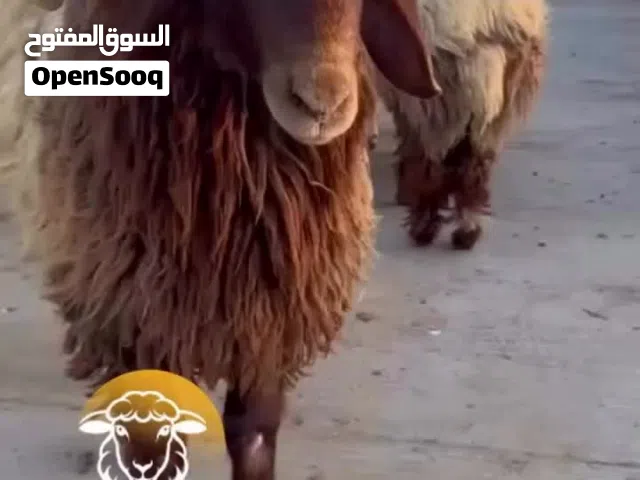 ذبايح معيمي محلي