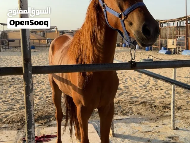مهره شعبيه للبيع