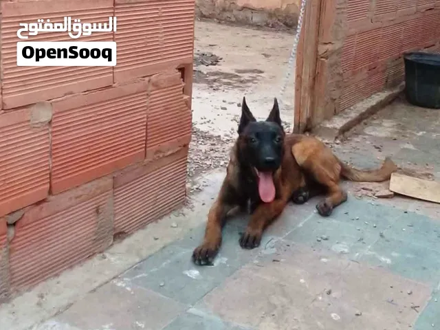 chien malinois