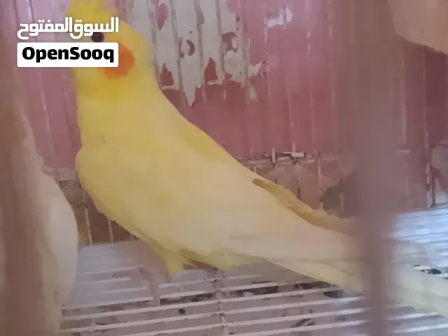 متاح ذكر كوكتيل
