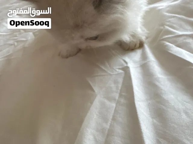 قطه للتبني
