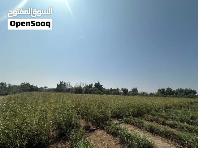 علف البلوبانك
