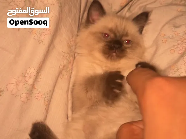 هيميلايا بيور
