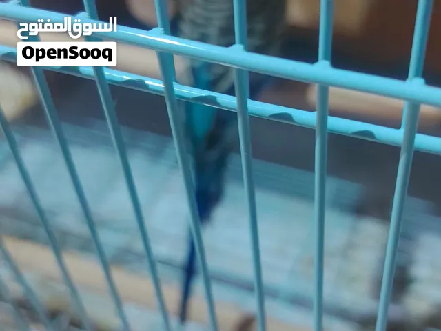dammam almohmmadiya