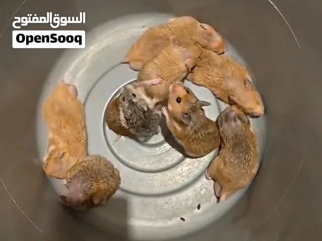 9 همسترات مع القفص