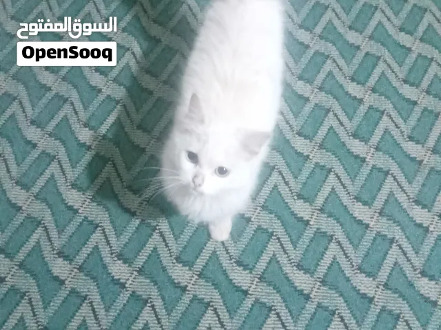 قط شرازي للبيع سعر 150