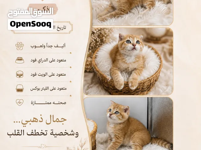 ذكريني برتش وسكوتش بيور