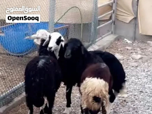 خرفان ذكور حري ونجدي