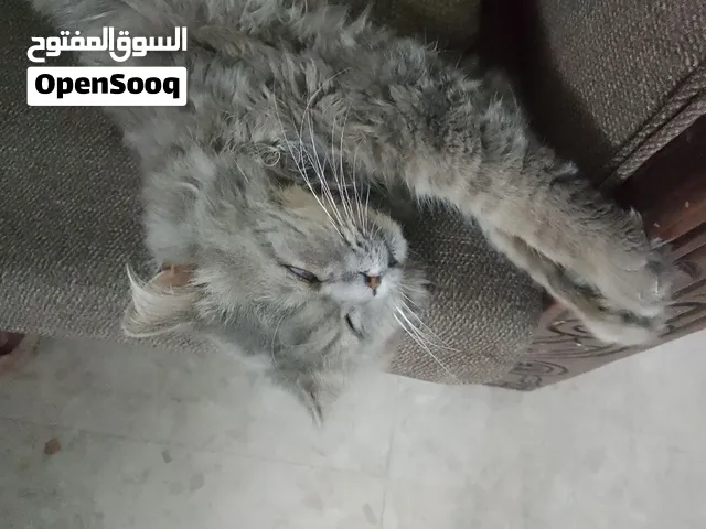 قط شانشيلا للتبني و قطين بلدي